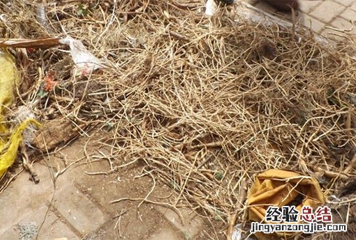 茅草根 茅草根煮水