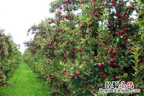 果树全年病虫害防治时间表 果树全年病虫害防治