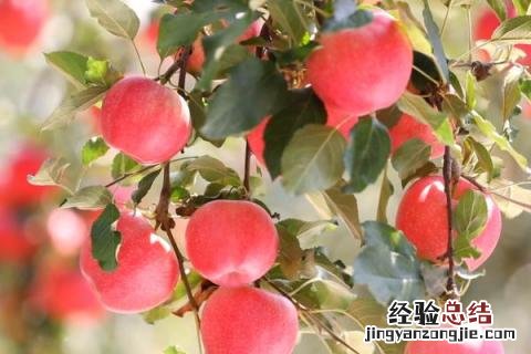 果树全年病虫害防治时间表 果树全年病虫害防治