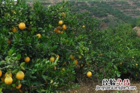 果树全年病虫害防治时间表 果树全年病虫害防治