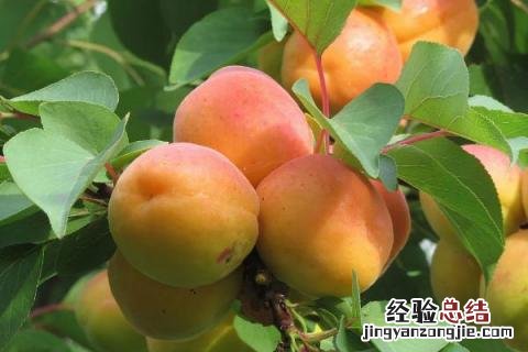果树全年病虫害防治时间表 果树全年病虫害防治