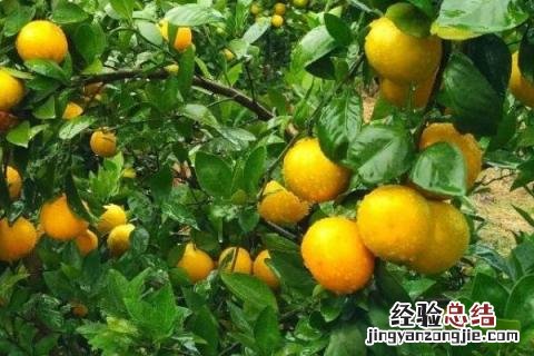 果树全年病虫害防治时间表 果树全年病虫害防治