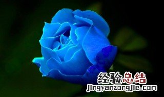 蓝色妖姬玫瑰花怎么种出来的 蓝色妖姬玫瑰花怎么种植
