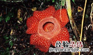 世界最大的花是不是大王花呀 世界最大的花是不是大王花