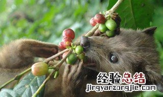 果子狸是保护动物吗 果子狸以什么为食
