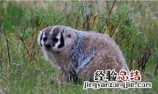 果子狸与獾的区别 你了解了吗