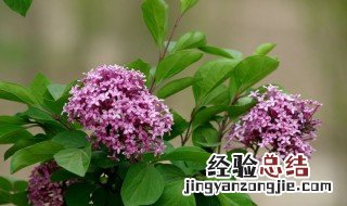 丁香花是几号的生辰花 丁香花是几月几日