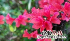 杜鹃花的名字也叫映山红吗 杜鹃是映山红的别称吗