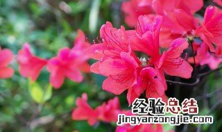 杜鹃花的名字也叫映山红吗 杜鹃是映山红的别称吗