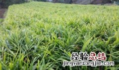 请问什么时候种姜 什么时候育姜种