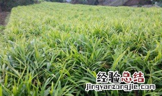 请问什么时候种姜 什么时候育姜种