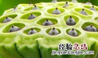 新鲜莲蓬常温可以放几天 新鲜莲蓬怎么保存时间长