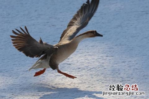 大雁什么时候来北方什么时候来南方 大雁什么时候来北方