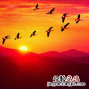 大雁什么时候来北方什么时候来南方 大雁什么时候来北方