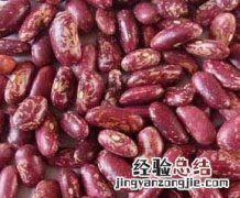 芸豆的栽培要点 芸豆的栽培要点和方法