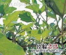 家常茄子做法步骤教程 茄子做法家常简单