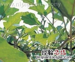 家常茄子做法步骤教程 茄子做法家常简单