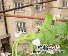豇豆根结线虫病怎么治 豇豆根结线虫病