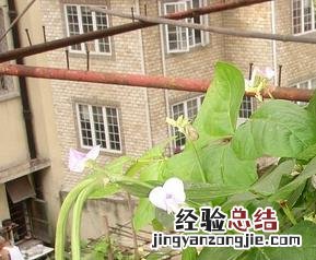 豇豆根结线虫病怎么治 豇豆根结线虫病