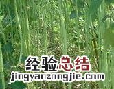 豇豆根腐病症状和防治方法视频 豇豆根腐病症状和防治方法