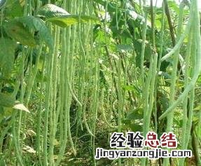 豇豆的功效与作用介绍 豇豆的功效与作用介绍