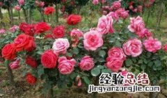 几月份嫁接月季花最好最好的 几月嫁接月季最好活