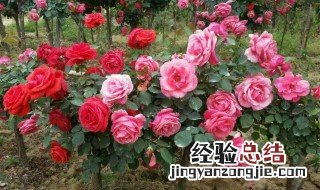 几月份嫁接月季花最好最好的 几月嫁接月季最好活
