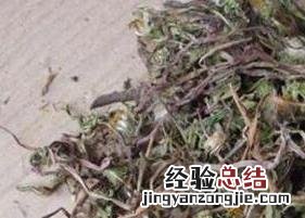 蒲公英茶的功效与作用 蒲公英茶的功效与作用乳腺结节