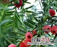 红豆杉如何养殖 红豆杉如何养殖视频