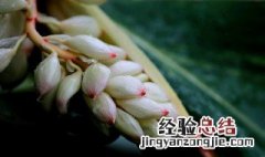 豆蔻年华是指多少岁 豆蔻出自哪首诗