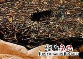 喝普洱茶的功效与作用有哪些 喝普洱茶的功效与作用有哪些坏处