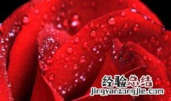 88朵玫瑰花代表什么 88朵玫瑰花代表什么含义
