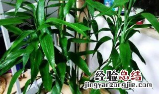 元宝竹养几支最旺运 元宝竹怎么养