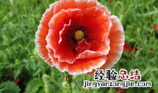 虞美人花的花语是什么寓意是什么 虞美人花的含义是什么