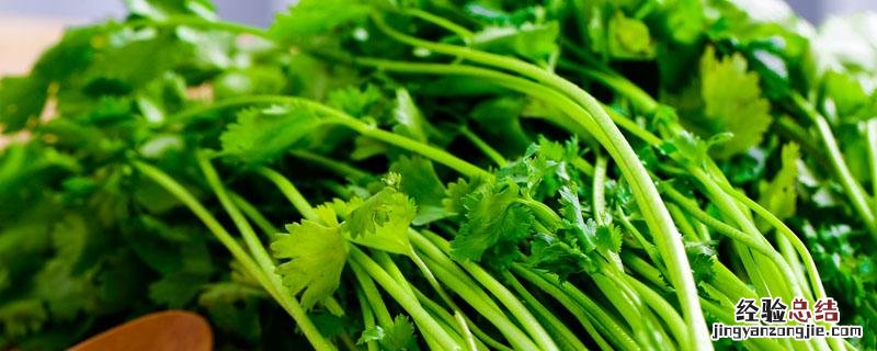 香芹和芹菜有啥区别 香芹和芹菜的区别