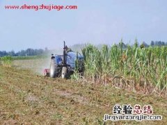 河南驻马店农民含泪铲除绝收玉米 河南抢收玉米