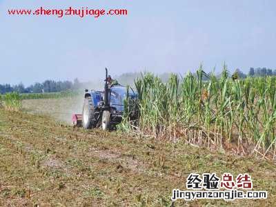 河南驻马店农民含泪铲除绝收玉米 河南抢收玉米