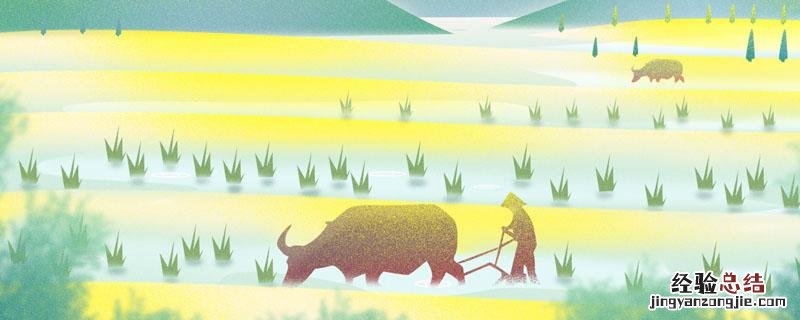 砀山辣椒基地 砀山：辣椒制种富农家
