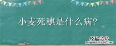 小麦穗尖枯死是什么原因 小麦死穗是什么病