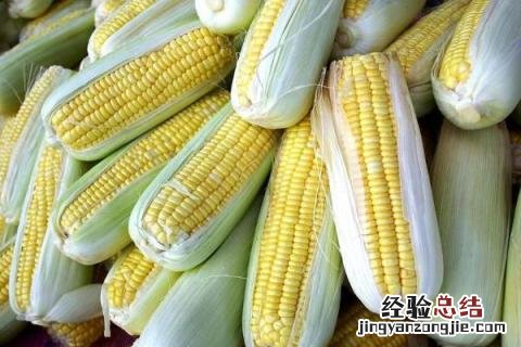 乐盈818玉米品种介绍 看看玉米品种乐盈797