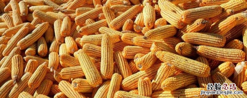乐盈818玉米品种介绍 看看玉米品种乐盈797