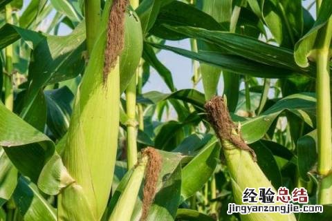 乐盈818玉米品种介绍 看看玉米品种乐盈797