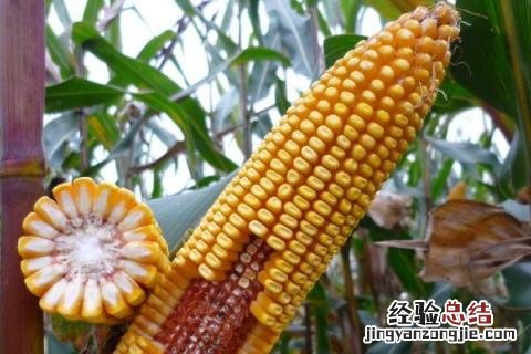 乐盈818玉米品种介绍 看看玉米品种乐盈797