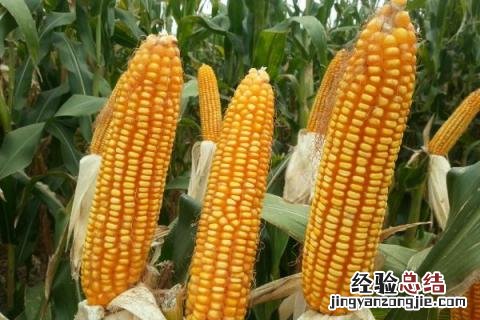 宁玉688玉米品种 宁玉688玉米品种介绍