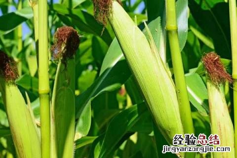 宁玉688玉米品种 宁玉688玉米品种介绍