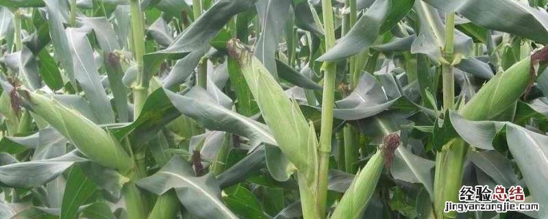 宁玉688玉米品种 宁玉688玉米品种介绍