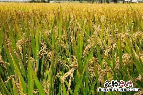 南粳5718品种介绍 南粳5718品种特性