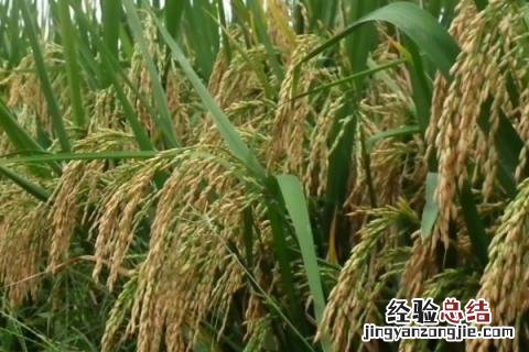 南粳5718品种介绍 南粳5718品种特性