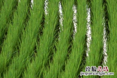 南粳5718品种介绍 南粳5718品种特性
