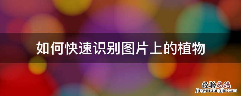 如何根据图片识别植物 如何快速识别图片上的植物